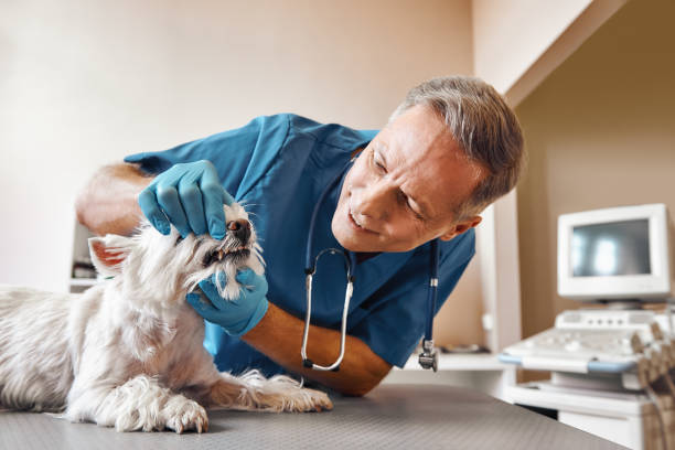 Best Emergency Denture Repair in Long Beach, IN